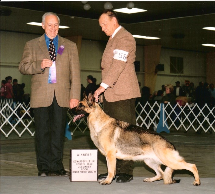 German Sheperds from Terra Norte